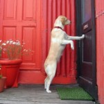 dog-at-door